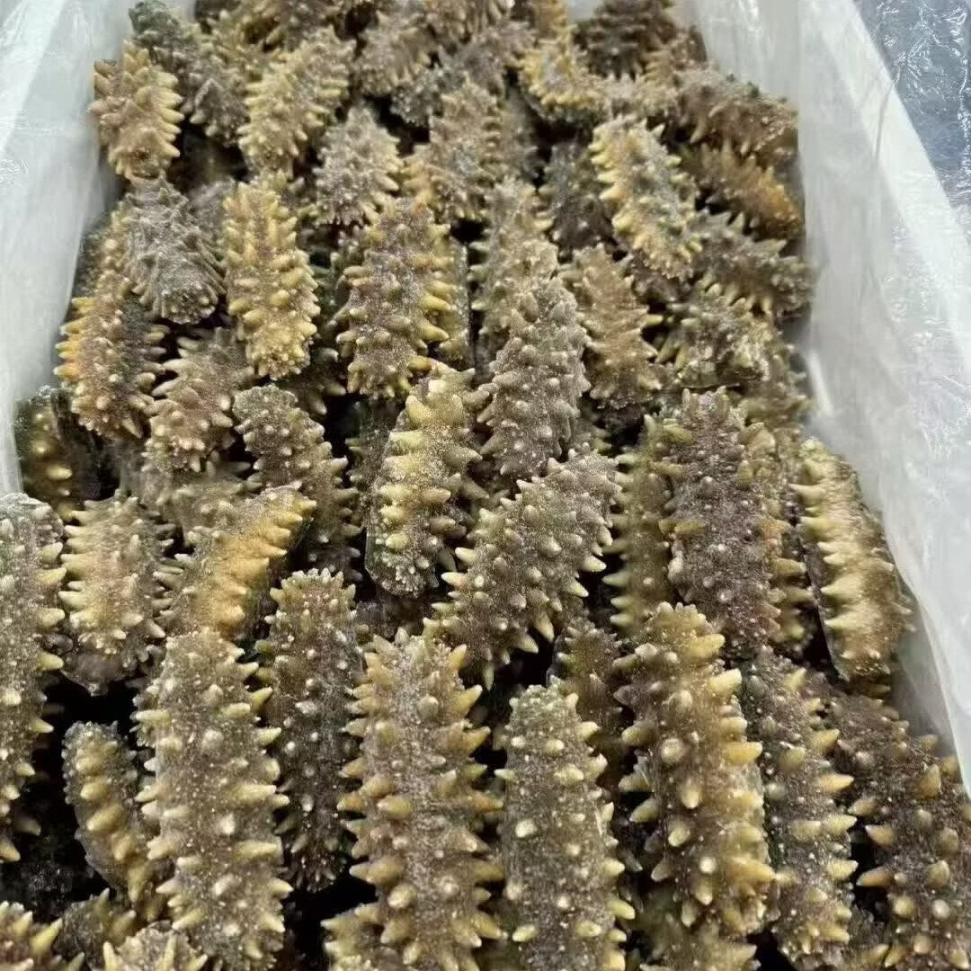 辽参底播即食海参大连海参独立包装鲜食海参生鲜食材底播海参 鲜食【1斤】12-15只