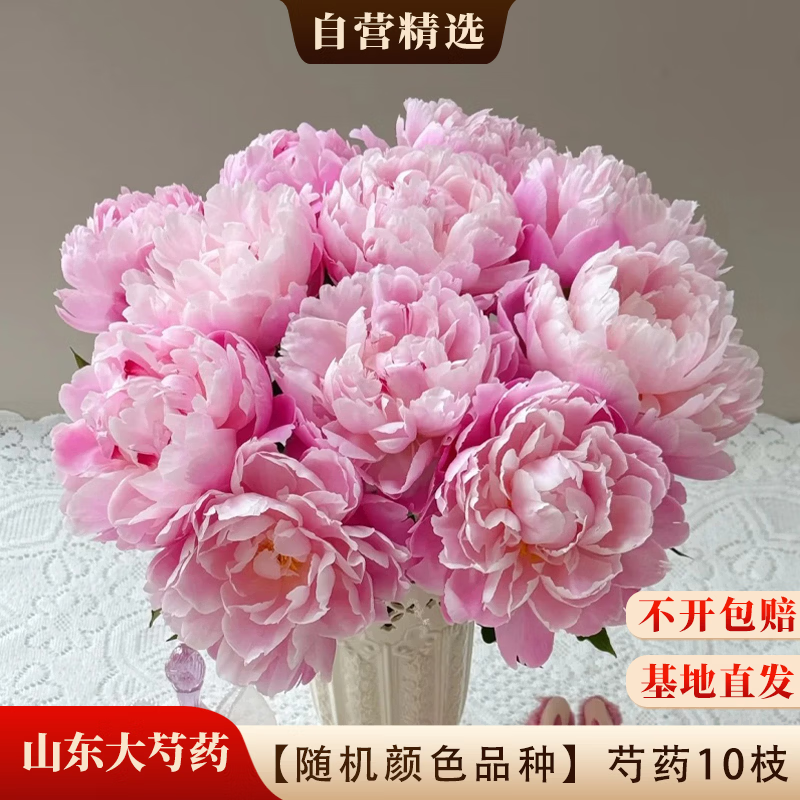 京东鲜花山东A级大头芍药【随机颜色品种】10枝基地现采新鲜源头直发