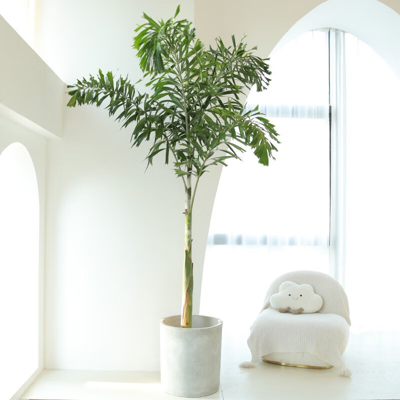 手机怎么看大型绿植价格曲线|大型绿植价格走势图