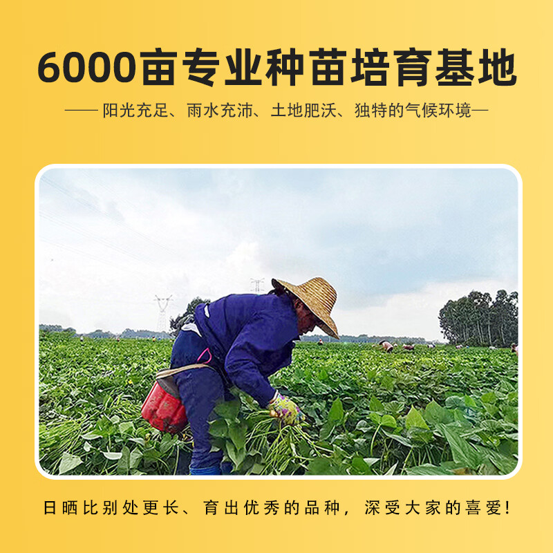 湛江现挖海山香薯新鲜蜜薯低脂粗粮代餐黄心香甜番薯软糯烤地瓜 【粉糯香甜】正宗湛江榴莲蜜薯5斤装