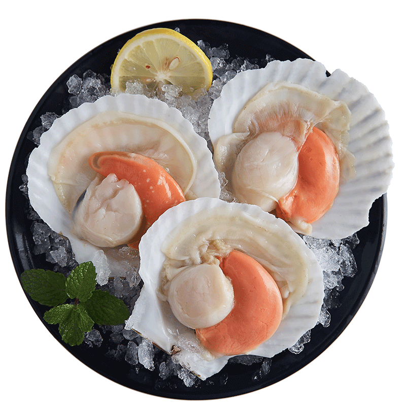 蓝湃海鲜水产鲜活速冻贝类生鲜烧烤超大半壳大扇贝巴掌大元贝10个/包