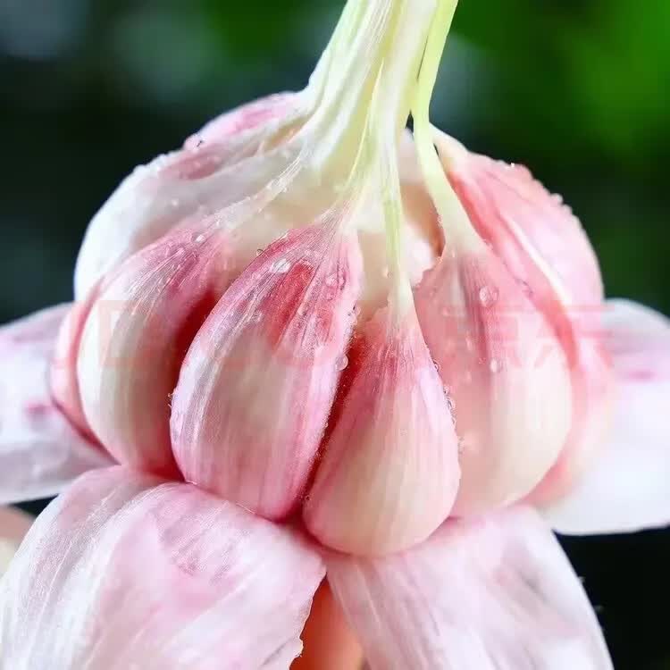 仙果春天2026年正宗新鲜大蒜头 现挖湿蒜新蒜紫皮大蒜生鲜蔬菜可做糖醋蒜 新鲜带泥鲜蒜 3斤