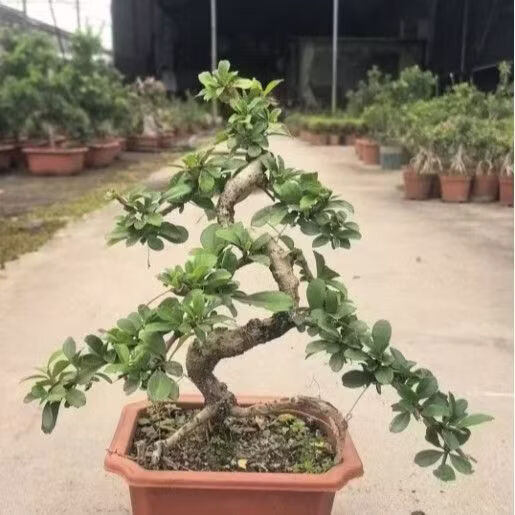 蓝谷花语s型福建茶老桩盆栽客厅好养禅意绿植花卉四季常绿植物办公桌桌摆 中号提根S款老桩福建茶原盆(35-45厘米高) 含盆正品热卖