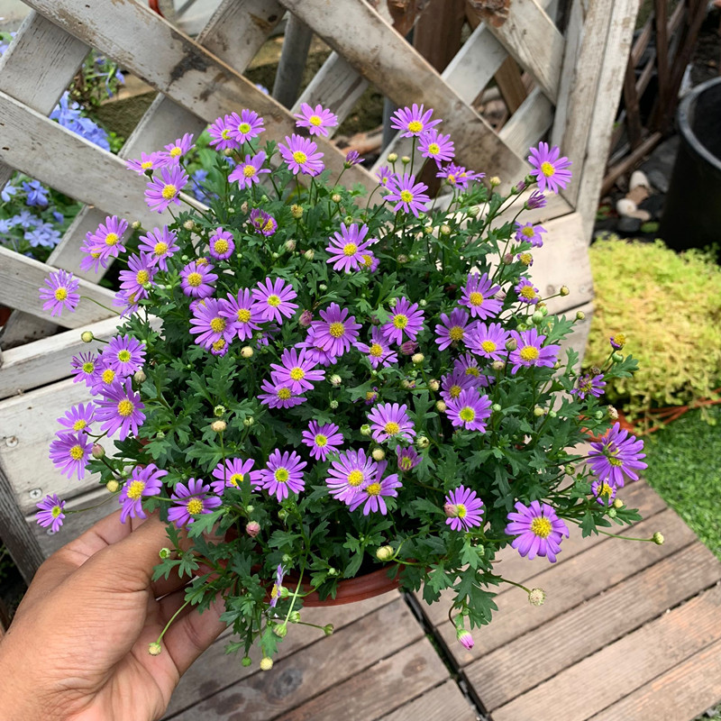 牵挂 姬小菊盆栽花苗窗台庭院四季植物多姬小菊苗紫色姬小菊 姬小菊大