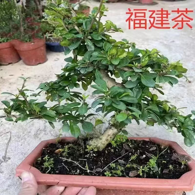 蓝谷花语s型福建茶老桩盆栽客厅好养禅意绿植花卉四季常绿植物办公桌桌摆 中号提根S款老桩福建茶原盆(35-45厘米高) 含盆正品热卖