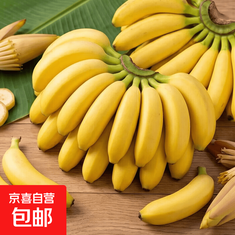 京喜加新鲜小香蕉青皮发货新鲜皇帝蕉香蕉粉蕉甜糯薄皮小米蕉 【优选】带箱8斤