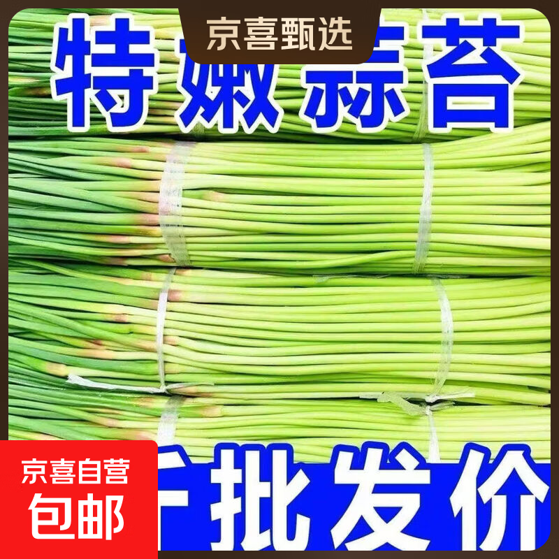 特嫩蒜毫蒜苔蒜薹蔬菜鲜买菜橙子艾草辣妹蒜蓉滋润和河南民权 45厘米以上 带箱5斤（净重4.8斤）