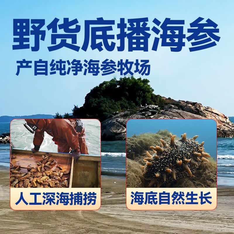 亿鲜笙鲜蒸即食海参鲜活加工佛跳墙食材大连辽刺参中老年滋补高营养海参 13-20只/斤【深海捕捞野货特筋道】 3斤装【送海参鸡1盒】