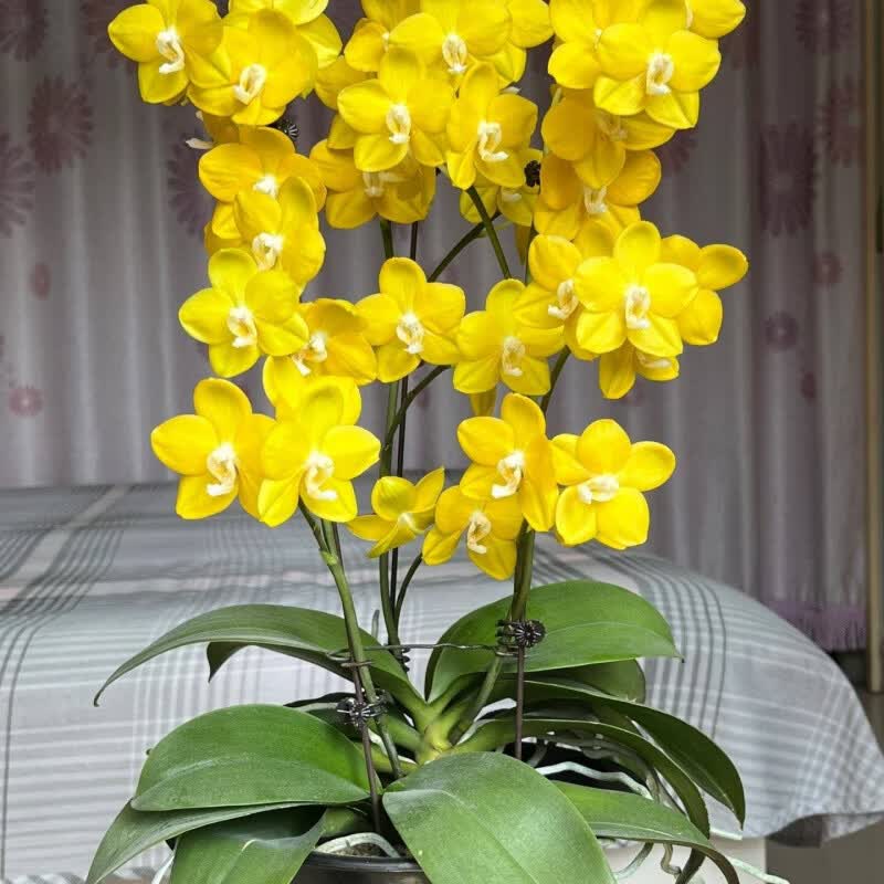 奉希安娜蝴蝶兰带花花剑基地花卉阳台绿植四季易养客厅室内盆栽 品种自选带2个【带花剑】 带简易生产盆