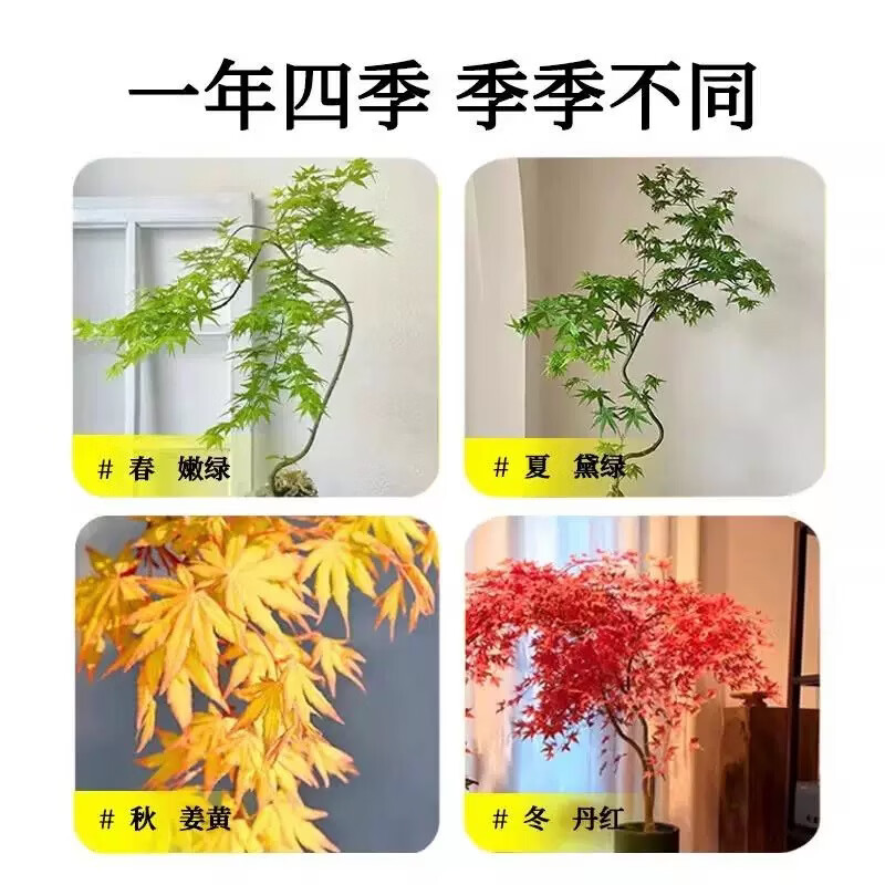 流泉枫盆栽绿植飘枝造型书房客厅植物黄金柳泉网红禅意盆景好养活 造型黄金流泉枫70-80厘米高赠肥