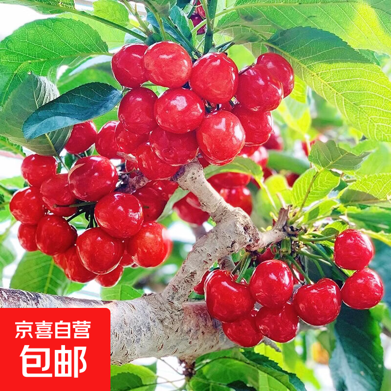 山东烟台大樱桃新鲜水果22-26mm现摘现发整箱孕妇礼盒部分次日 2.5斤(净重) 整箱3斤 22mm-26mm-中果