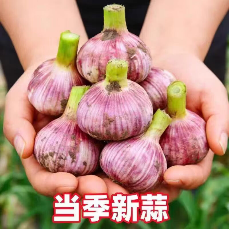 2026年新鲜紫皮大蒜 现挖农家湿蒜 带泥多瓣大蒜 5斤装（带箱）