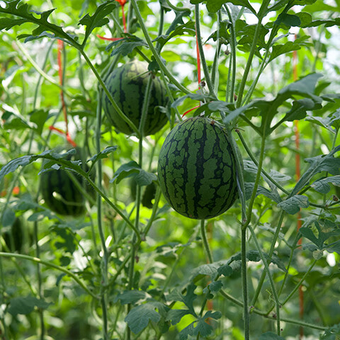 薏品甄鲜正宗山东藤吊2K冰糖小西瓜 小糖丸西瓜新鲜水果 京东快递送礼优选 净重4.5-5斤【2-3枚】