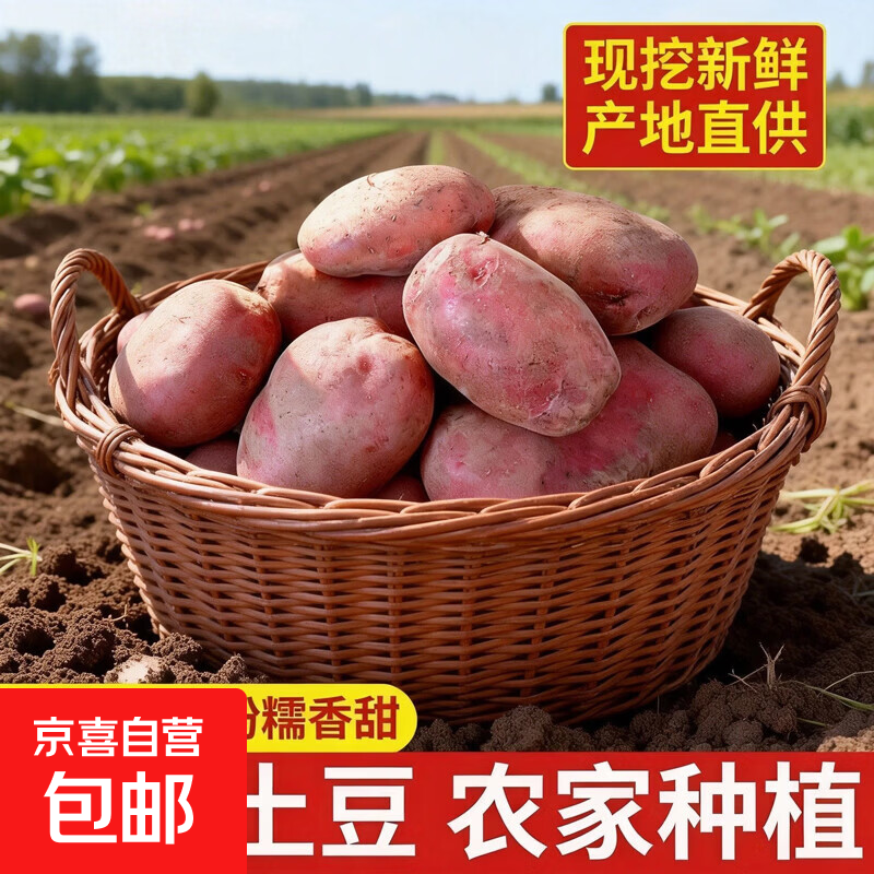 新上市正宗红皮土豆现挖农家黄心洋芋批发现挖马铃薯新鲜蔬菜 5斤 净重 单果50-150g
