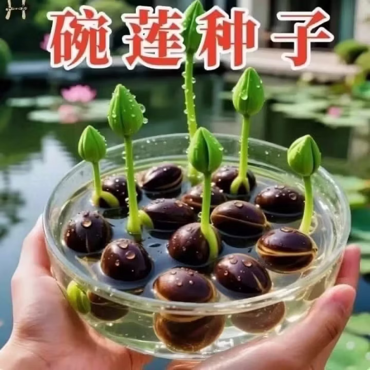 碗莲种七彩五颜六色水培花卉水养四季莲花荷花种莲藕绿植水培莲子 24粒左右（高发芽率)