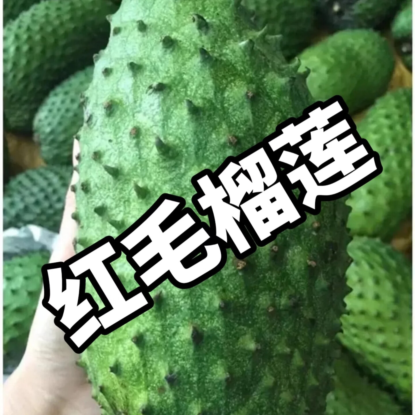 广西红毛榴莲新鲜现摘    刺果番荔枝   大目释迦 4.5-5斤现摘现发