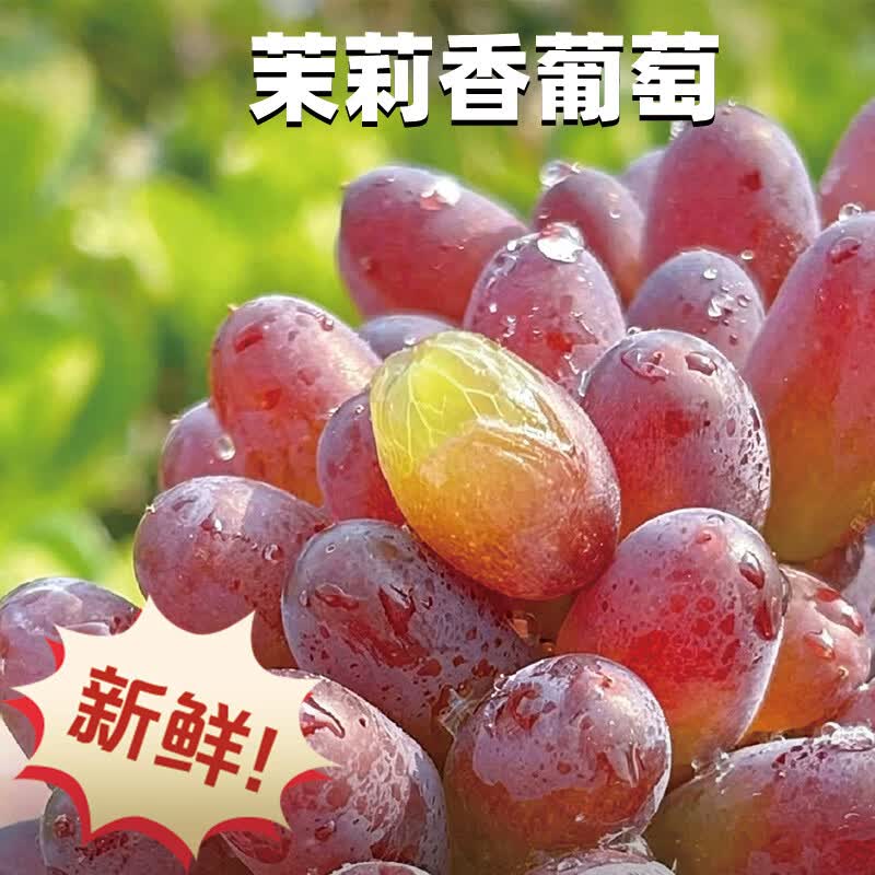 异果恋【顺丰】云南茉莉香葡萄 脆甜无籽应季新鲜水果红提子多地次日达 2斤装净重