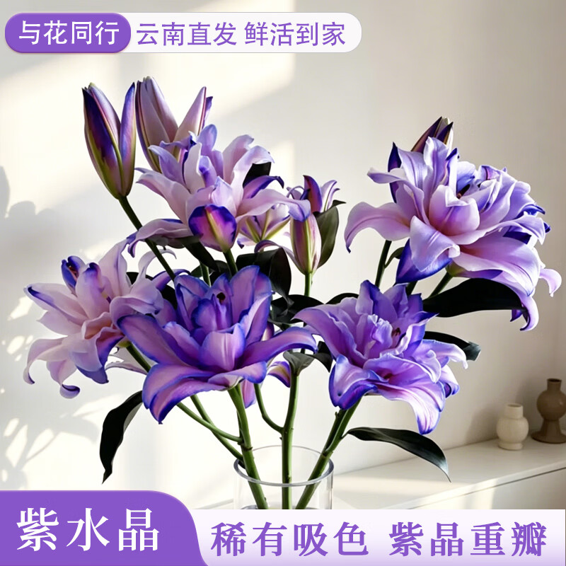 与花同行重瓣紫色鲜切花百合花送礼礼物昆明基地直发家居水养鲜花阳台装饰 紫水晶重瓣吸色百合4-5个花苞 按花苞个数不按枝数