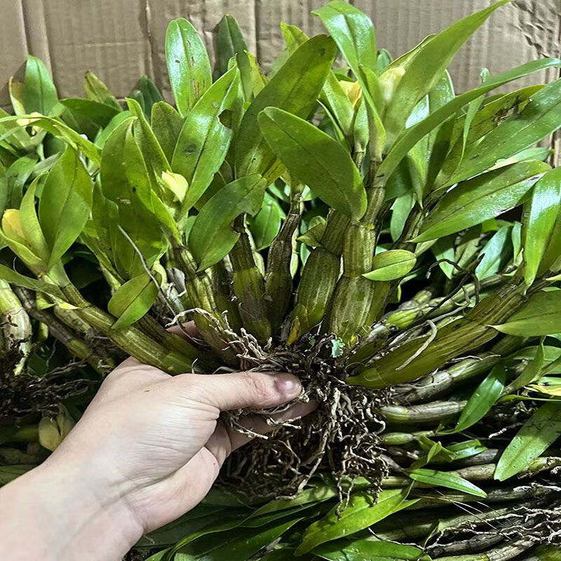 云南黑毛石斛煲汤食材生吃榨汁石斛鲜条非绿植非霍山铁皮石斛 [黑毛