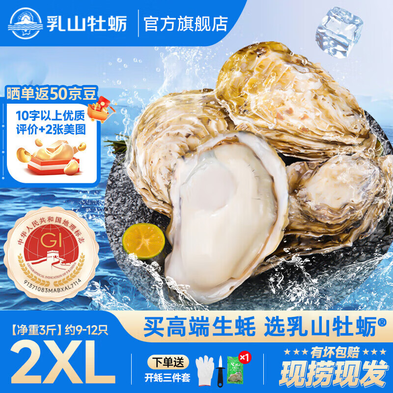 乳山牡蛎鲜活乳山生蚝2XL 净重3斤 9-12只 生鲜海鲜 送礼 源头直发