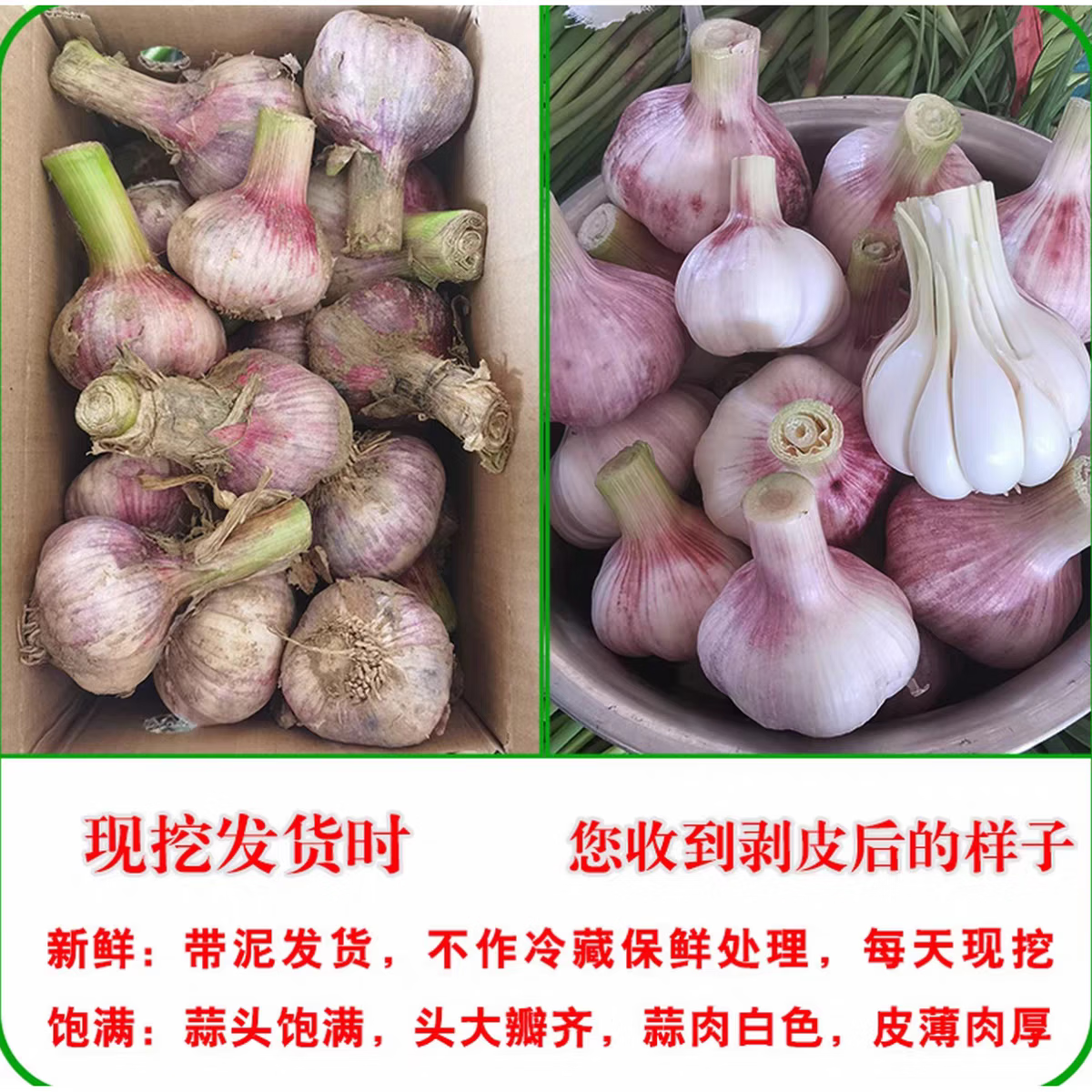 仙果春天2026年正宗新鲜大蒜头 现挖湿蒜新蒜紫皮大蒜生鲜蔬菜可做糖醋蒜 新鲜带泥鲜蒜 3斤
