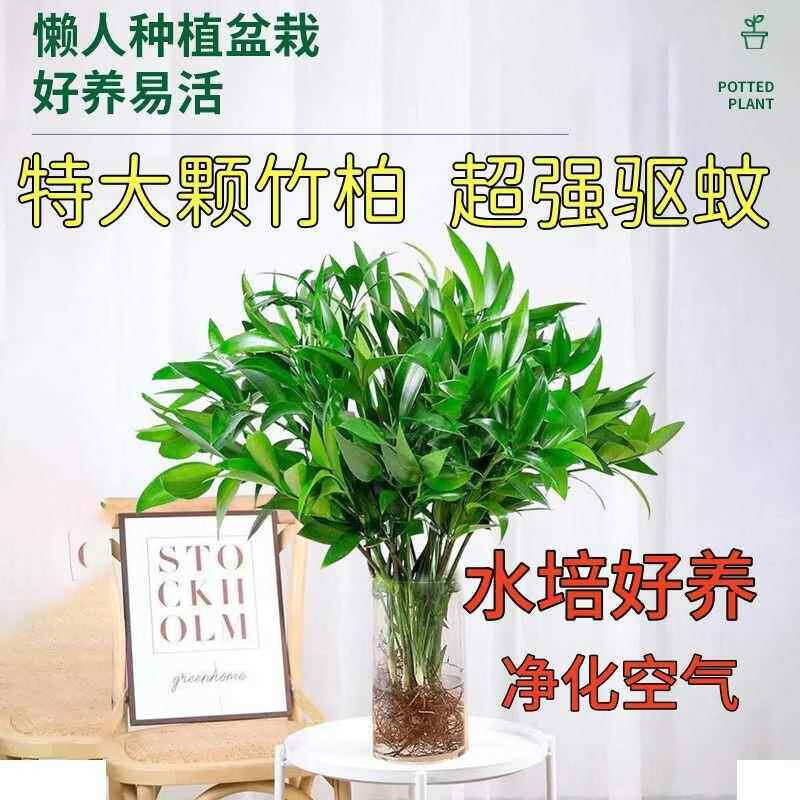 奉希特大棵竹柏更驱蚊水培水养植物客厅办公室内四季常青绿植物驱虫竹 植物营养液6袋促生长