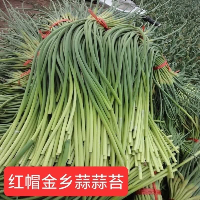 2025山东金乡苍山长蒜苔农家种植蒜苔新鲜蔬菜白帽现采现发 2025 2025年红帽金乡蒜蒜苔5斤