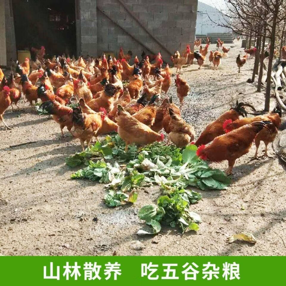 正宗农家散养三年黄油老母鸡土鸡跑山鸡孕妇月子鸡走地鸡现宰现发 4.5斤（3年鸡龄【4.3-4.8斤】）