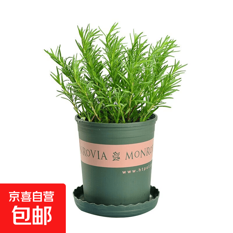 迷迭香盆栽大小苗香草植物薄荷室内驱蚊绿植花卉厨房百里香 小盆迷迭香（简易盆） 含盆
