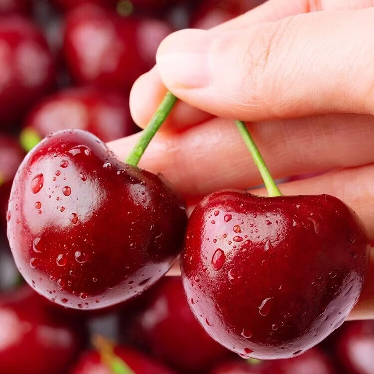 果跃霖樱桃山东大樱桃 国产车厘子时令新鲜水果送礼 4斤(净重) 整箱5斤 单果22-26mm