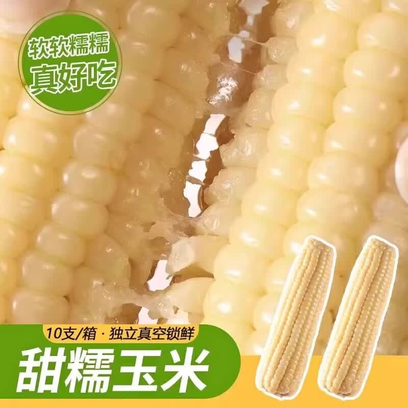 东北白糯玉米棒软糯香甜新鲜真空糯玉米产地直发饱腹代餐健康粗粮 东北白糯玉米250g*8支