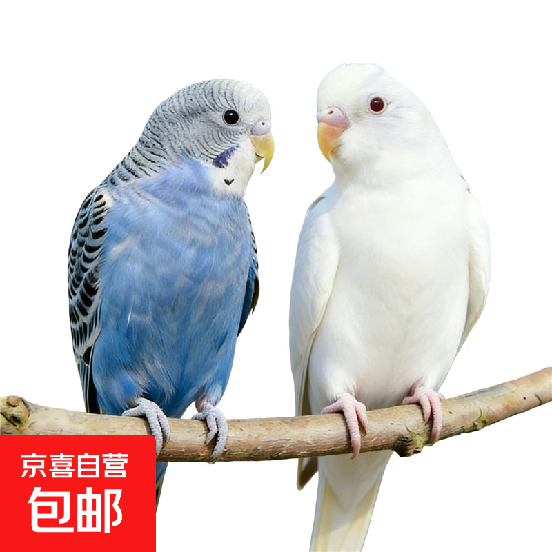 鹦鹉活鸟虎皮鹦鹉鸟类小鸟会学说话的鸟手养宠物小型鹦鹉一公一母 虎皮白+蓝一公一母