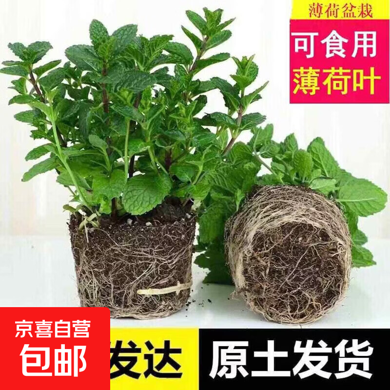 薄荷盆栽新鲜可食用迷迭香苗驱蚊草香草好养花卉室内绿植物 原土育苗杯薄荷+肥料【买二送一】 含盆