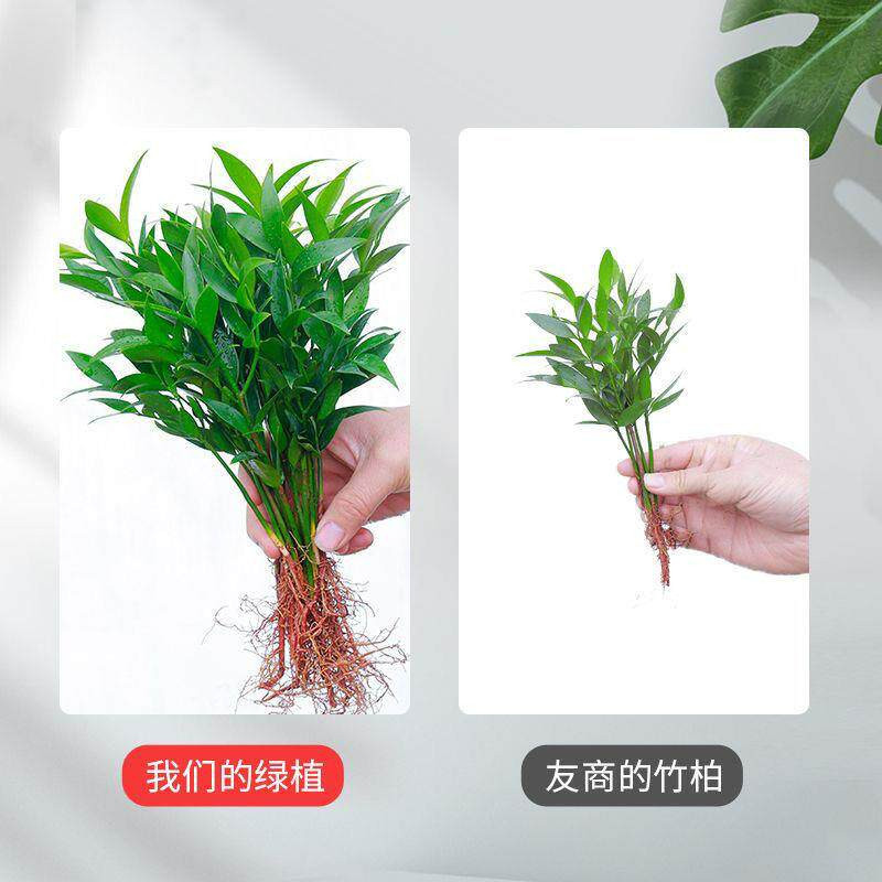 奉希特大棵竹柏更驱蚊水培水养植物客厅办公室内四季常青绿植物驱虫竹 植物营养液6袋促生长
