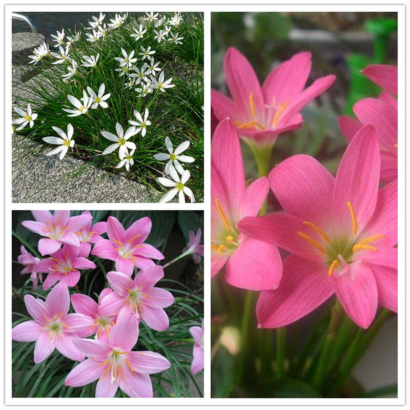 老史风雨兰种球重瓣韭兰葱兰花苗石蒜庭院花坛四季花卉绿植盆栽种子