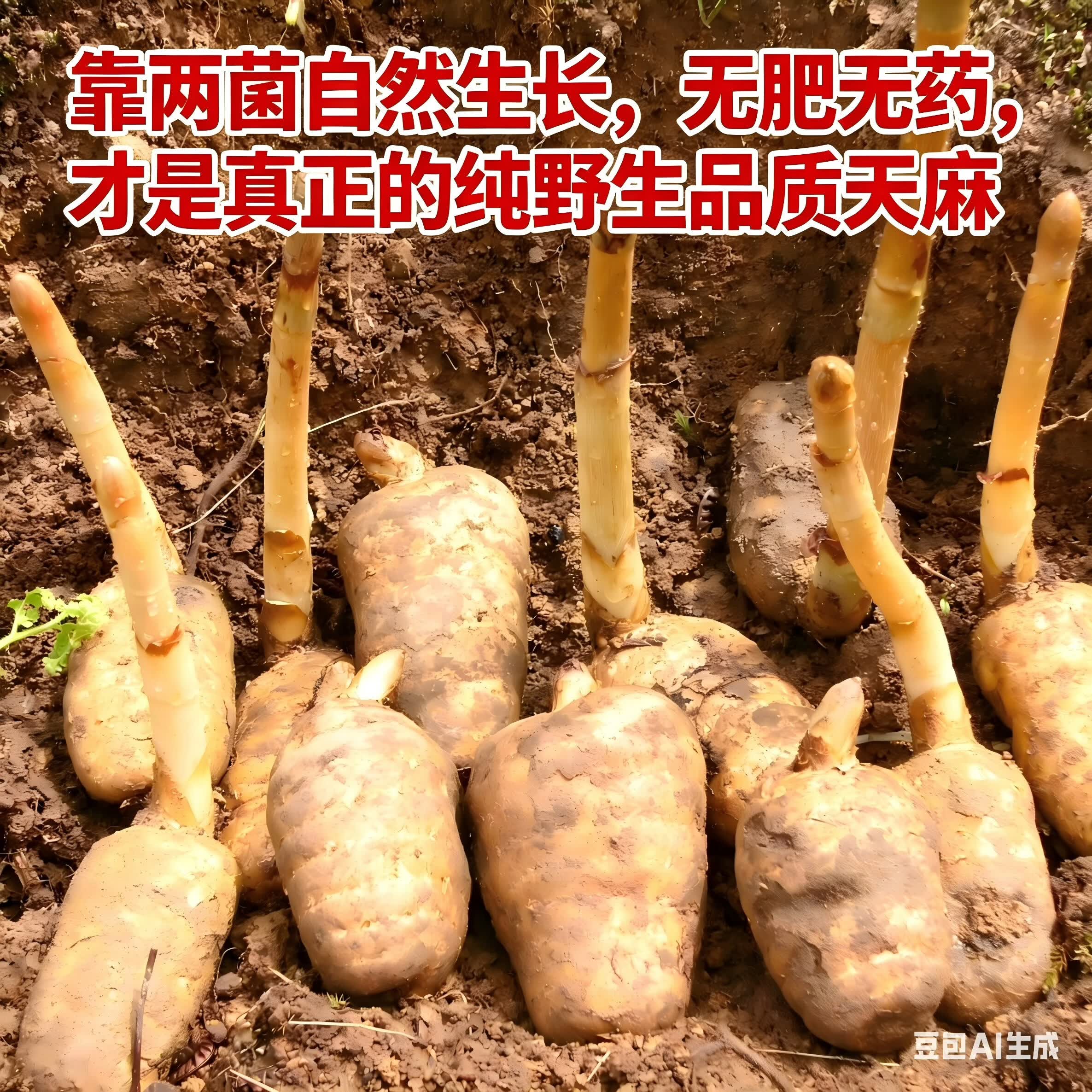 【京东快递】昭通小草坝鲜天麻正宗仿野生原产地安全无公害无农残 睡得好降压2斤大果（3-4个1斤）无公害无农残京东快递 鲜天麻｜云南小草坝原产地直发