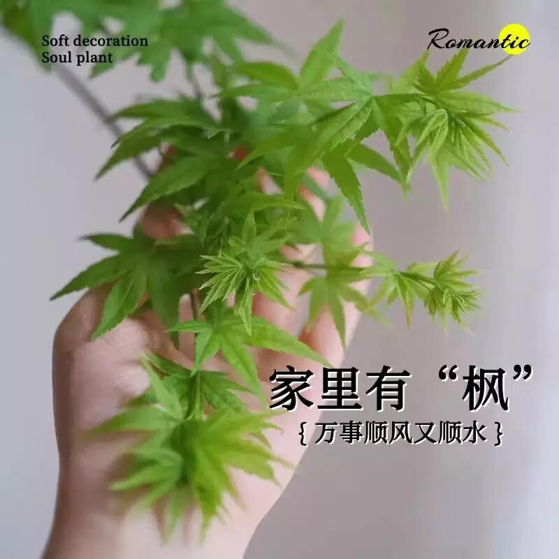 流泉枫盆栽绿植飘枝造型书房客厅植物黄金柳泉网红禅意盆景好养活 造型黄金流泉枫70-80厘米高赠肥