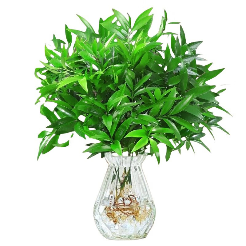 奉希特大棵竹柏更驱蚊水培水养植物客厅办公室内四季常青绿植物驱虫竹 植物营养液6袋促生长
