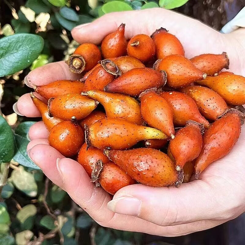 南京同仁堂大埔特产金樱膏自制梅州特产柴火熬制野生金樱膏 金樱膏三瓶【3斤】 1500g*3瓶