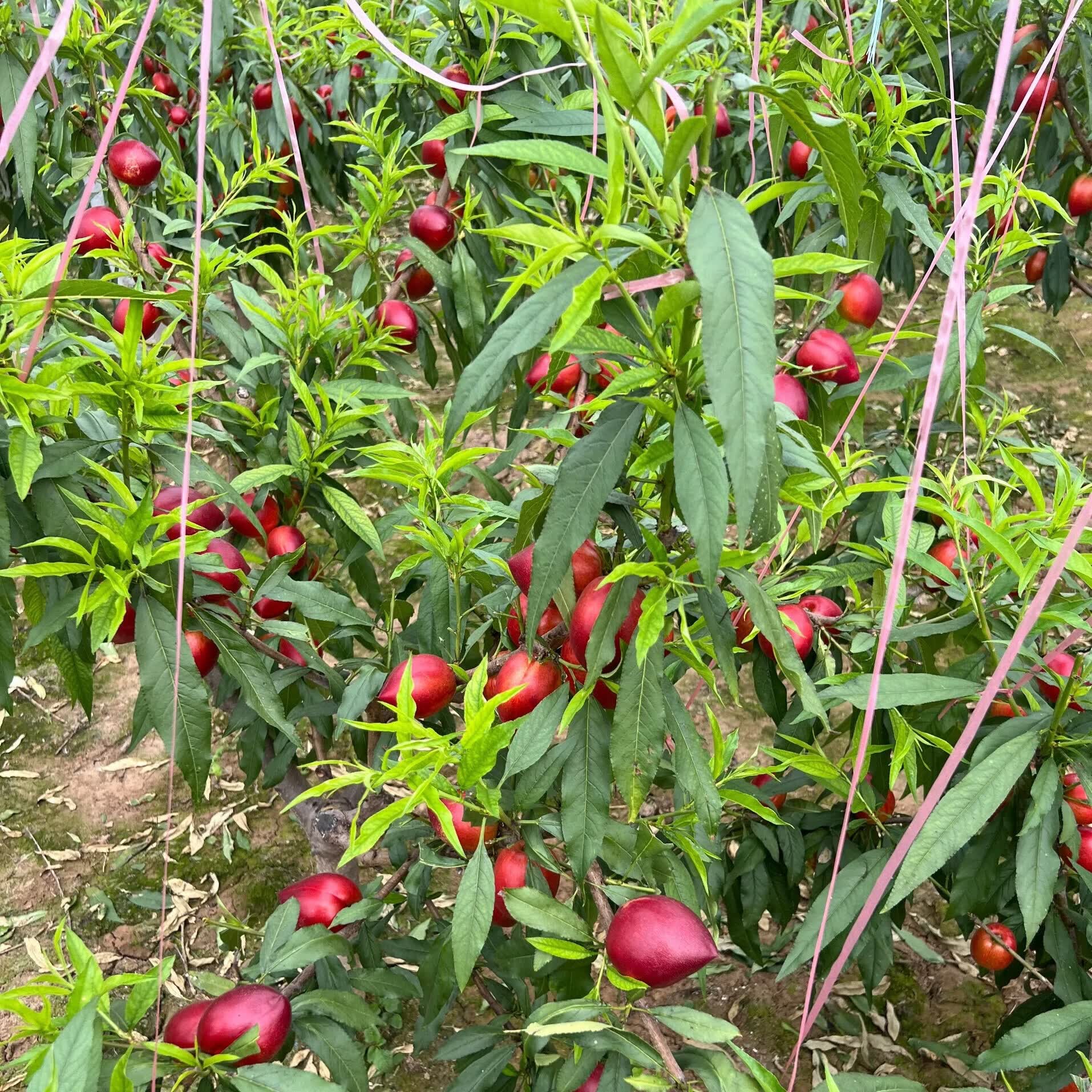 薏品甄鲜山东聊城油桃 新鲜头茬桃子 当季应季水果 脆甜多汁 源头直发 净重3斤【单果60g+】