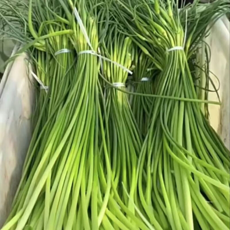 2025山东金乡苍山长蒜苔农家种植蒜苔新鲜蔬菜白帽现采现发 2025 2025年红帽金乡蒜蒜苔5斤