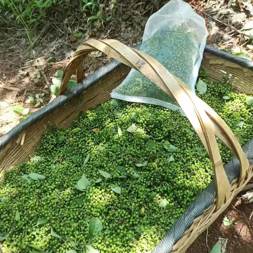 新鲜现摘木姜子山苍子木香子木樟子山胡椒山姜子辣姜子顺丰包邮 现摘木姜子 大小随时间推移慢慢变大 2斤