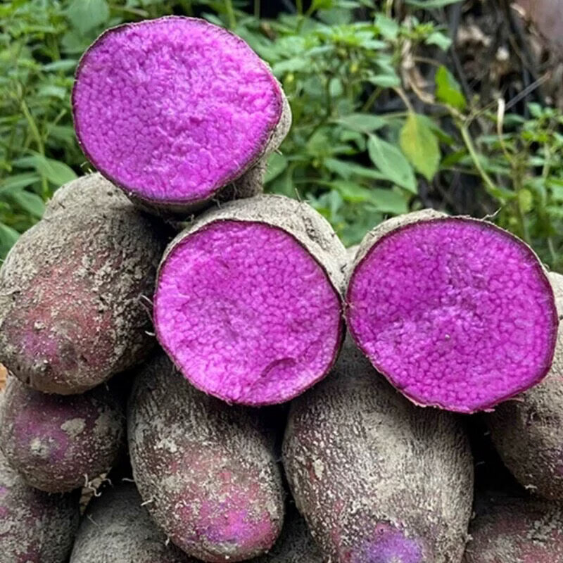 南京同仁堂【张玄化】古天根紫山药薯紫玉淮山药片干货脚板日晒天根梨汤原料 0.4斤 400g*1袋