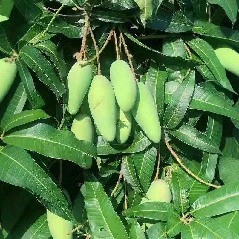 相遇红颜广西百色生芒果新鲜生吃酸果应季采摘生芒果酸脆青芒果 大果(单果300-500g) 5斤