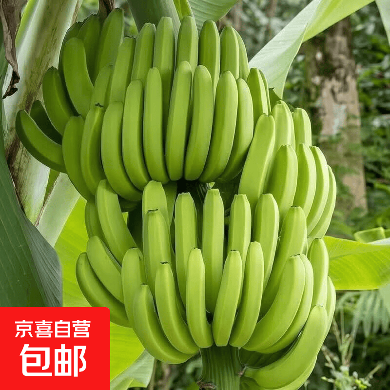 京喜加高山香蕉自然熟大果软糯新鲜水果当季现摘香甜软糯口感大芭蕉 带箱9斤