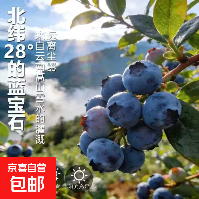 云南高山生态蓝莓｜大果无添加｜当季生鲜孕妇可食 坏果包赔 70g-90g八盒装（15mm）