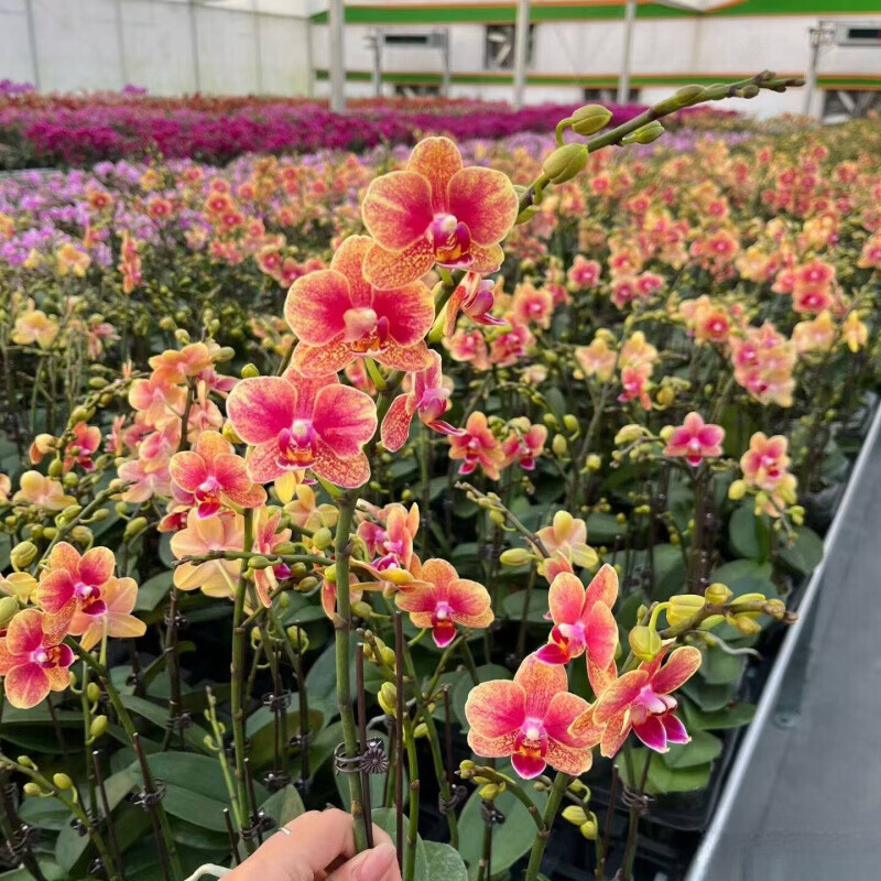 奉希安娜蝴蝶兰带花花剑基地花卉阳台绿植四季易养客厅室内盆栽 品种自选带2个【带花剑】 带简易生产盆
