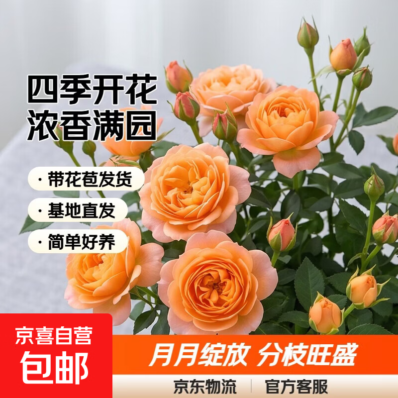 果汁阳台月季花苗四季开花卉盆栽绿植物室内花易活玫瑰带花苞庭院 果汁阳台【大花浓香，月月开分枝多】 【带花苞】【盆口径15cm】原盆冠25高35