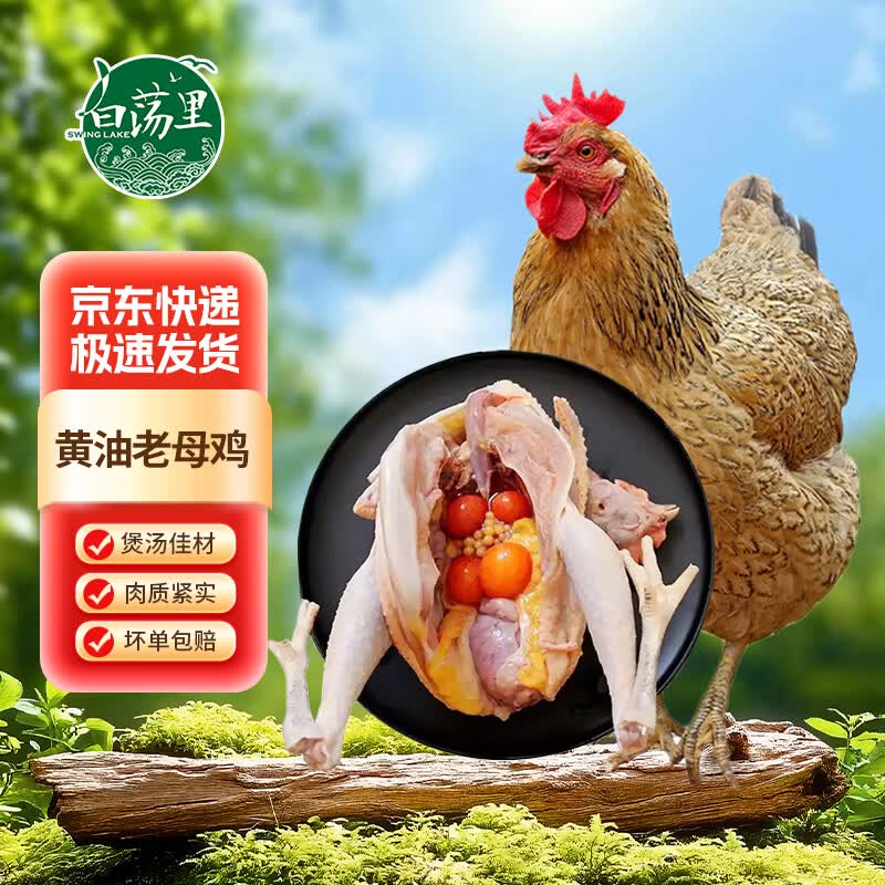 白荡里安徽发货 生鲜鸡肉  黄油老母鸡   净含量2斤*1只  源头直发