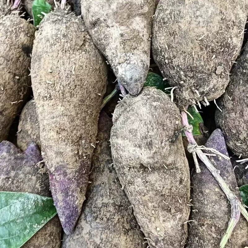 南京同仁堂【张玄化】古天根紫山药薯紫玉淮山药片干货脚板日晒天根梨汤原料 0.4斤 400g*1袋